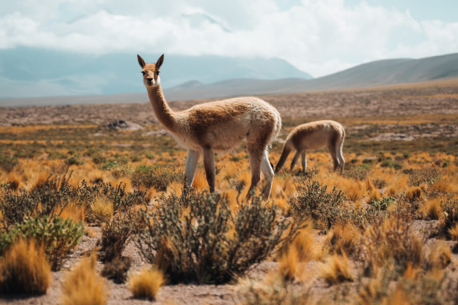 Ultimate Travel Presets